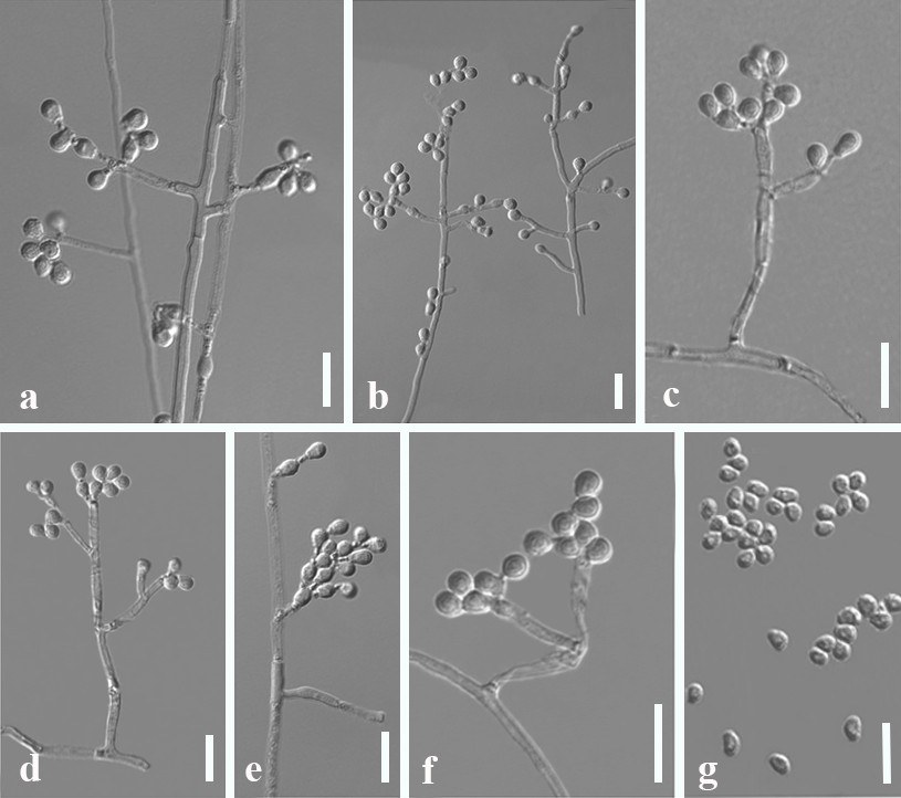 Figure 35
